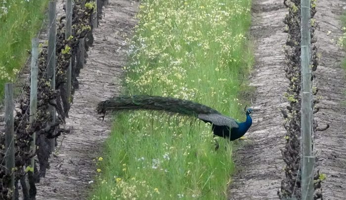 Indian Peafowl (Pavo cristatus) in veneyard