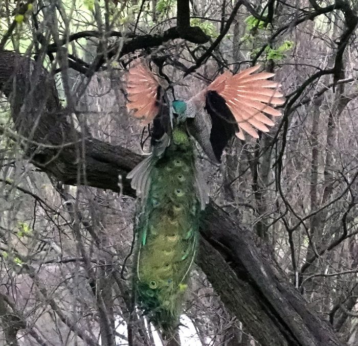 Indian Peafowl (Pavo cristatus) flying up into a tree