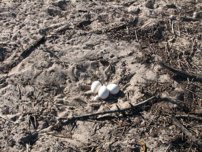 Nest of Indian Peafowl (Pavo cristatus)