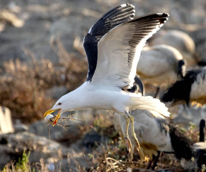Kelp Gull flying off with an African Sacred Ibis egg