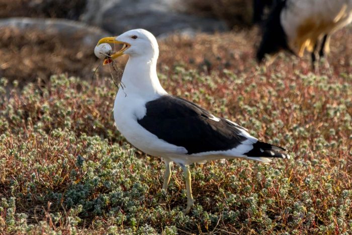 Kelp Gull with the egg of an African Sacred Ibis in its bill : Bird observations on Robben Island
