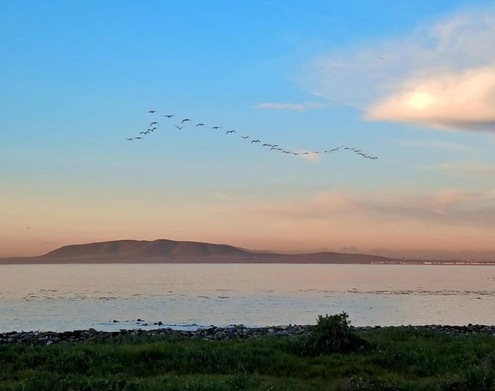 African Sacred Ibises arriving on Robben Island