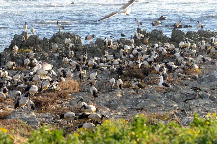 African Sacred Ibises breeding on Robben Island : Bird observations on Robben Island