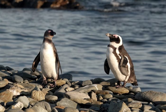 Adult and juvenile African Penguins : Bird observations on Robben Island