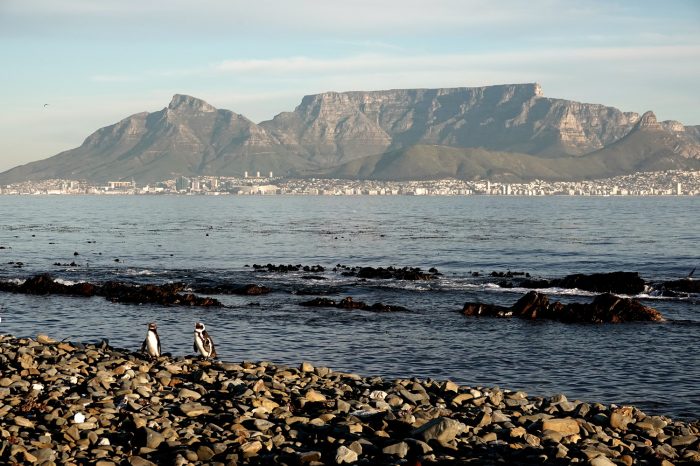 African Penguins with Table Mountain in the background ; Bird observations on Robben Island