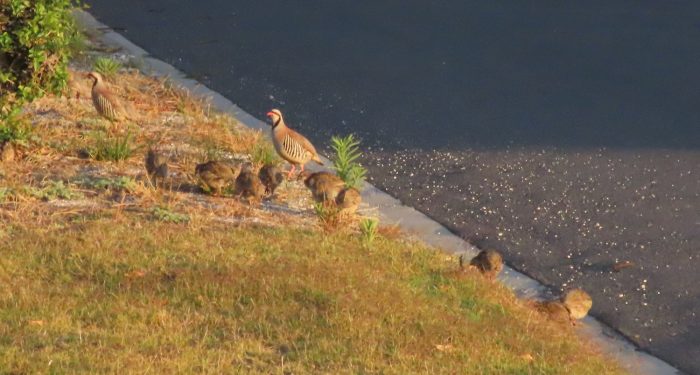 Young of Chukar Partridge 