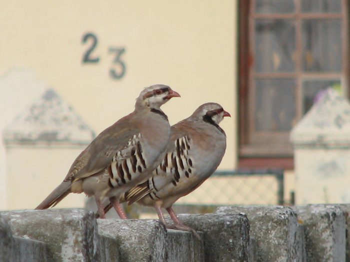 Chukar Partridges
