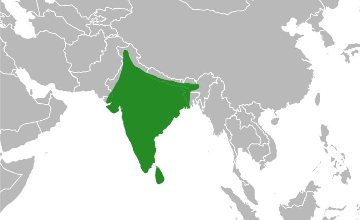 Native range of Pavo cristata