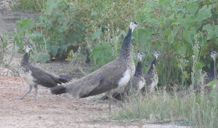 Indian Peafowl (Pavo cristatus)
