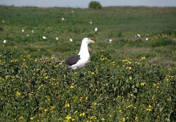 Kelp Gull in the spring flowers Bird observations on Robben Island