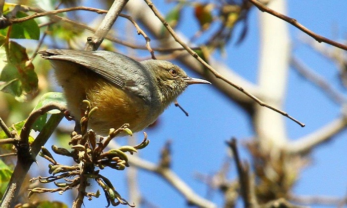 Long-billed Crombec (Sylvietta rufescens)