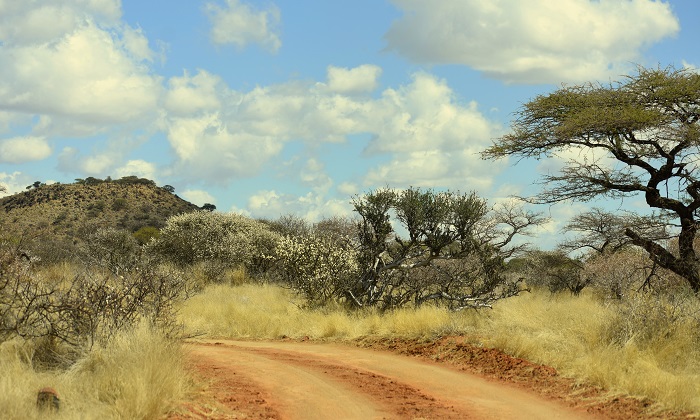 Habitat : Long-billed Crombec (Sylvietta rufescens)