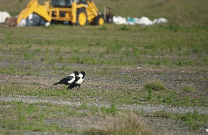 Pied Crows : Bird observations on Robben Island