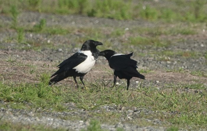 Pied Crows allopreening
