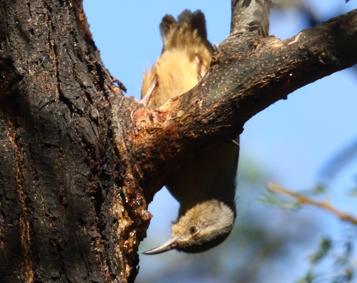 Long-billed Crombec (Sylvietta rufescens)