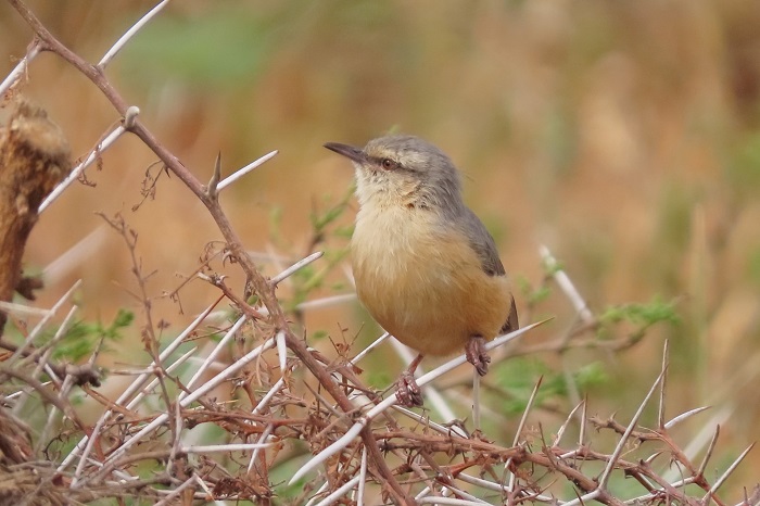 Long-billed Crombec (Sylvietta rufescens)