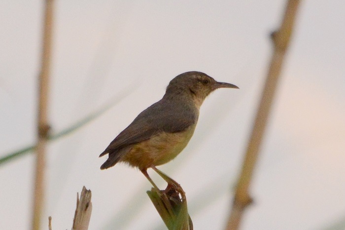 Long-billed Crombec (Sylvietta rufescens)