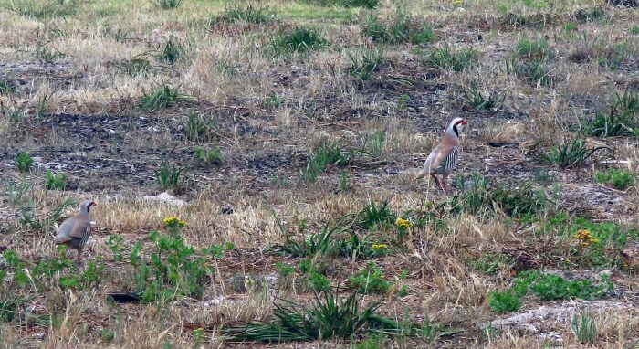 Habitat for Chukar Partridges