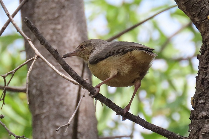 Long-billed Crombec (Sylvietta rufescens)