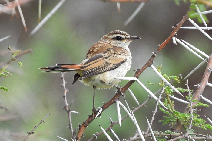 Kalahari Scrub Robin (Cercotrichas galactotes)