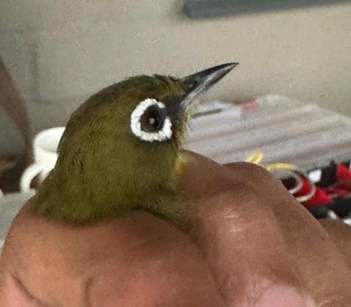 Cape White-eye : Grotto Bay Bird Ringing September 2026