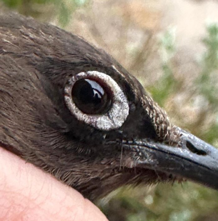 Cape Bulbul : Grotto Bay Bird Ringing September 2026