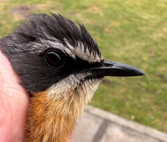 Chestnut-vented Warbler : Grotto Bay Bird Ringing September 2026