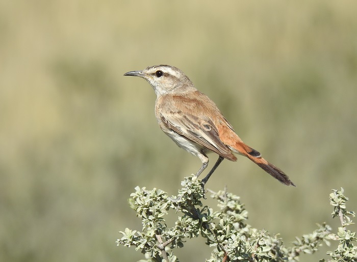 Kalahari Scrub Robin (Cercotrichas galactotes)