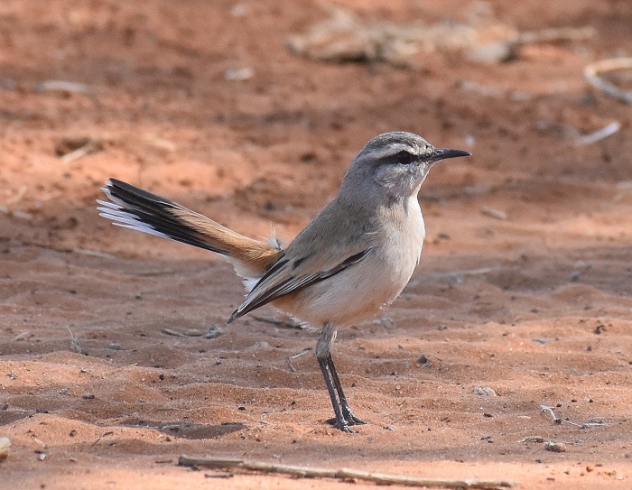 Kalahari Scrub Robin (Cercotrichas galactotes)