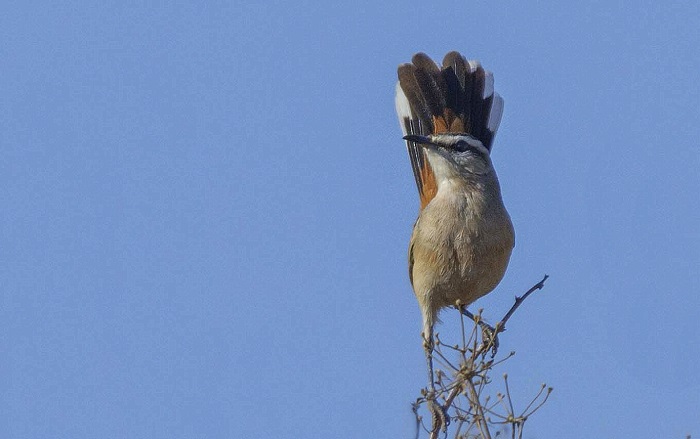 Kalahari Scrub Robin (Cercotrichas galactotes)
