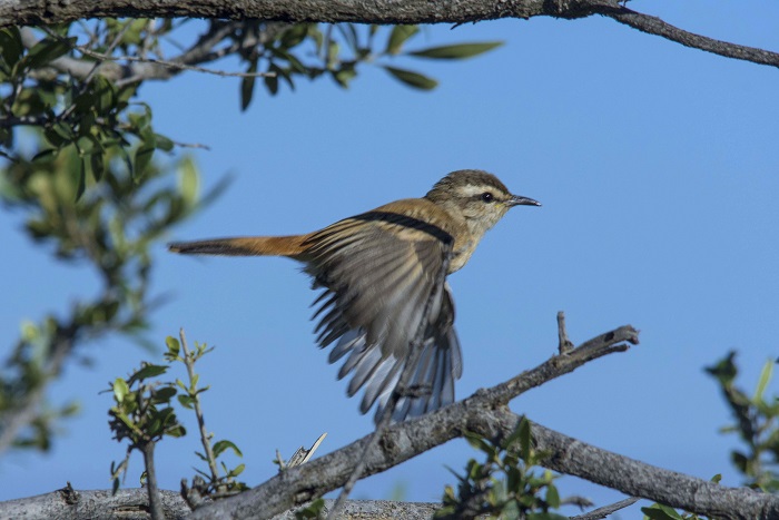 in flight Kalahari Scrub Robin (Cercotrichas galactotes)