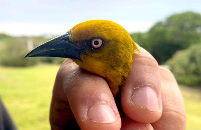 Cape Weaver. Adult male. Grotto Bay Bird Ringing September 2026