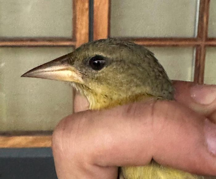Cape Weaver females : Grotto Bay Bird Ringing September 2026