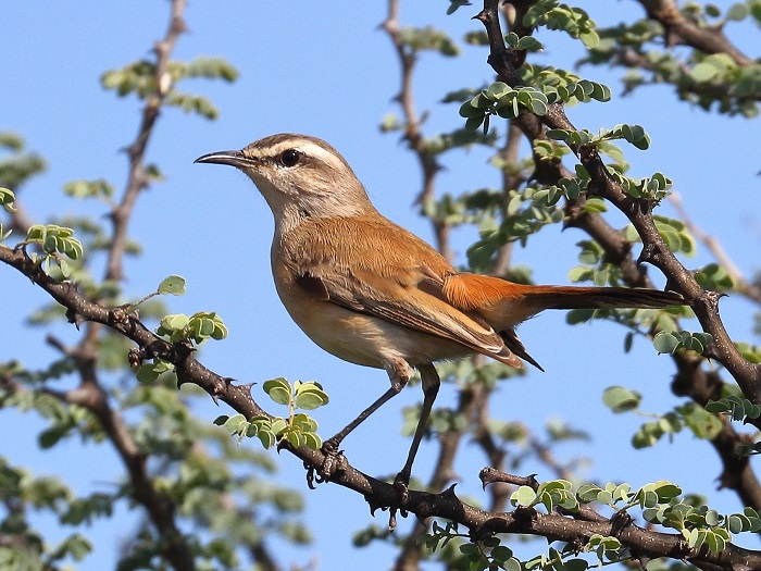 Kalahari Scrub Robin (Cercotrichas galactotes)