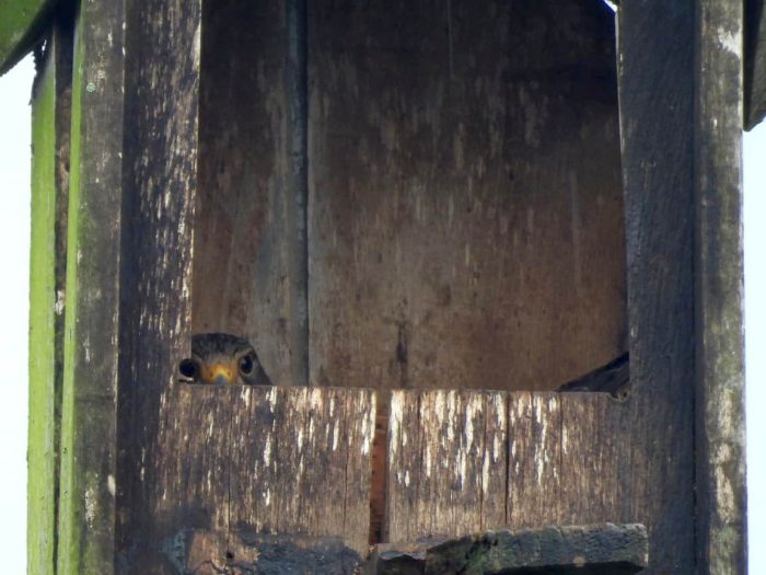 Rock kestrel in nest box