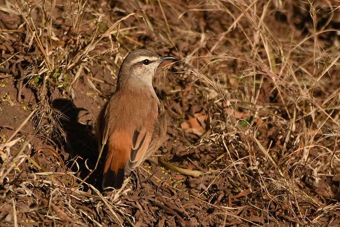 Kalahari Scrub Robin (Cercotrichas galactotes)