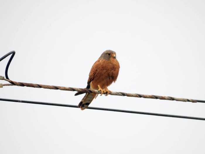 Rock Kestrel