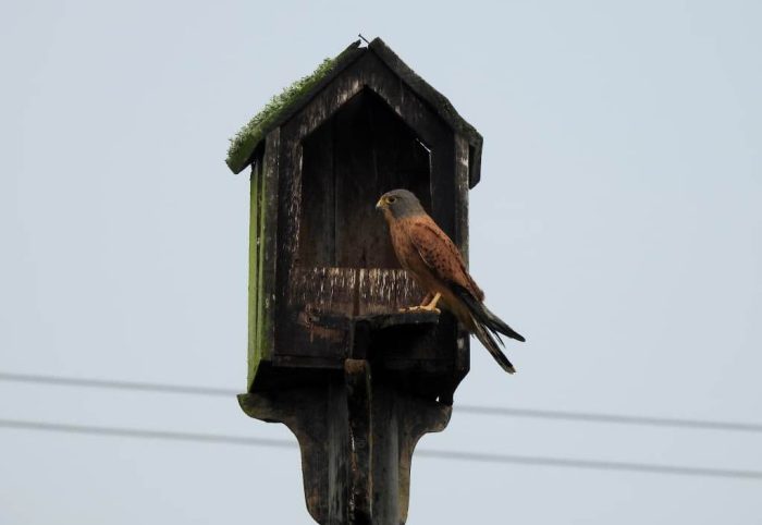 Rock Kestrel at nest box